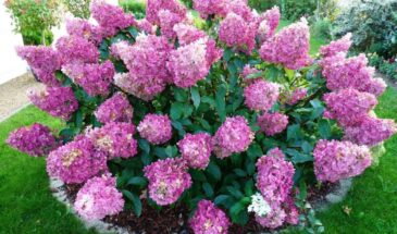 Розы отдыхают: три кустарника, которые цветут сами, а вы — только любуетесь