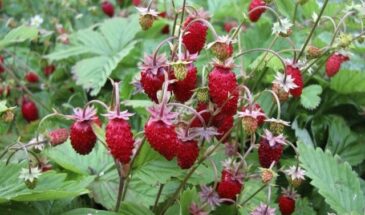 Земляника с июня по октябрь — без химии и чудес! Секрет, который знают немногие дачники