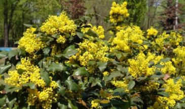 Этот кустарник не сбрасывает листья даже в январе: садоводы в восторге от «зимнего чуда»