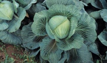 Эти сорта капусты никогда не превратятся в кашу: 10 проверенных вариантов для хрустящей засолки до самой весны