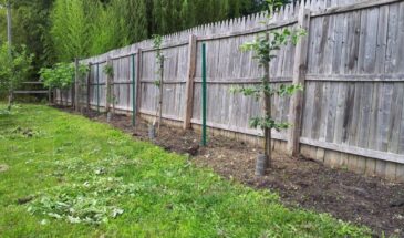 Можно ли обрабатывать саженцы яблонь, вишен и груш сразу после посадки? Что говорят опытные садоводы