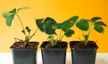 Каким светом досвечивать клубнику из семян? Простой ответ — без сложных схем и перегруза