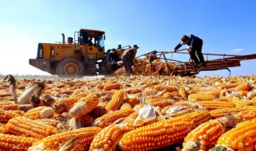 Чем занимается Минсельзоз, пока Россия превращается в сырьевой придаток китайско-казахстанского агрохолдинга