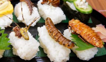 Червячкам и тараканам повезло: в Европе провалился проект по выращиванию насекомых для еды