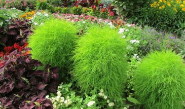 Сеют весной — любуются до осени: как кохия превращает сад в живую картину, которая сама меняет цвет