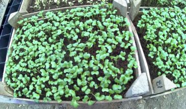 Капуста не завяжется, если посеять в «неправильный» день: точные сроки посадки на рассаду в 2026 году по лунному календарю