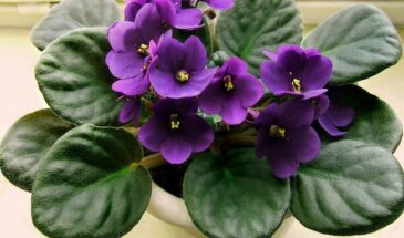 Фиалка подняла листья вверх. Что она пытается вам сказать и как спасти цветок