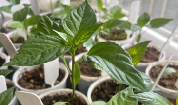 Острый перец взорвётся урожаем: в какие дни февраля и марта его лучше всего сеять в 2026 году