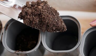 Посеете в феврале — получите переростки: когда на самом деле сажать рассаду, чтобы урожай не ушёл в стебель