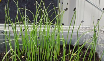 Февральский посев решит всё: 3 ошибки, из-за которых лук Эксибишен останется с грецкий орех