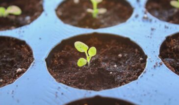 Петунии «как в питомнике»: секрет всходов за 72 часа — даже из семян 2020 года