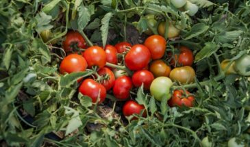 «Монгольский карлик» для ленивых: и еще 5 сортов, которые не нужно пасынковать — посадил и забыл