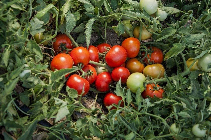 «Монгольский карлик» для ленивых: и еще 5 сортов, которые не нужно пасынковать — посадил и забыл