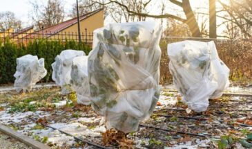 Оттепель обманула ваши деревья: 5 дел, которые спасут сад от гибели за один февральский день