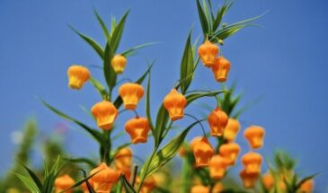 Сандаерсия — цветок-призрак: почему её почти нет в России и как вырастить дома за 300 рублей