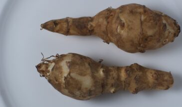 Земляная груша: восточный секрет чистого кишечника и стабильного сахара, о котором молчат врачи