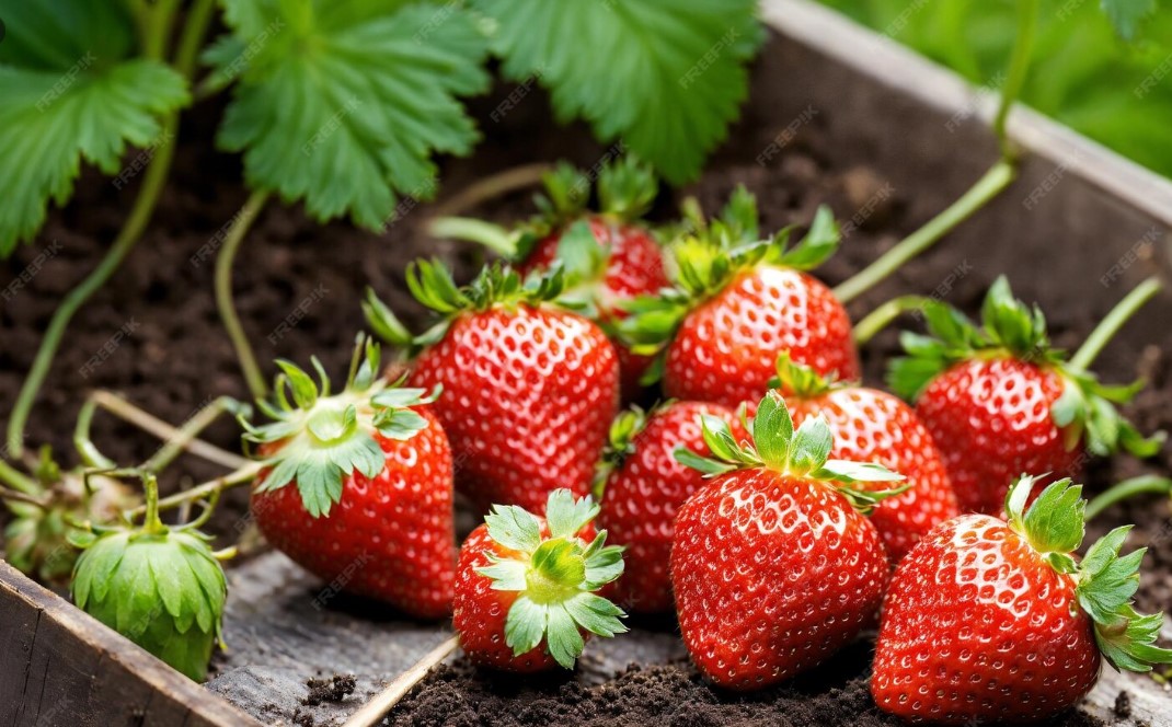 Сода в огороде: как одна ложка превратит вашу клубнику в рекордсмена урожая