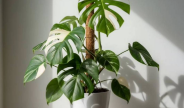 Монстера сохнет у окна: 3 ошибки, которые совершают 9 из 10 владельцев этого растения