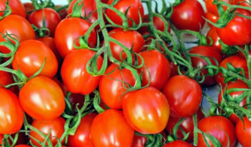 «Юбилейный Тарасенко»: томат, который не сдаётся до ноября — и как вырастить его без ошибок