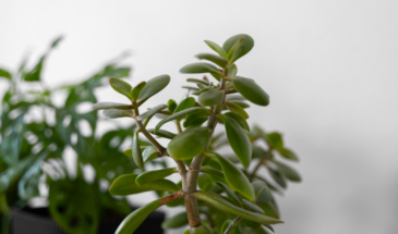 Фикус в феврале: почему именно сейчас он просит новую землю и как не убить его при пересадке