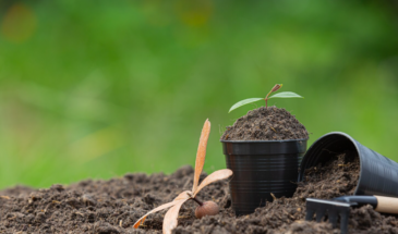 Купил перловку за 60 рублей — и забыл про навоз. Соседи перестали здороваться, а урожай вырос вдвое