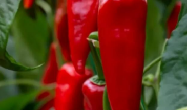 Поливал перцы водой из-под крана — и получил сладкую водичку вместо огня. 5 ошибок, которые убивают жгучесть