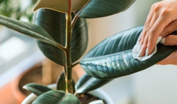 Пыльный цветок на подоконнике — тихий убийца. Что скрывают флористы о самом опасном враге ваших растений