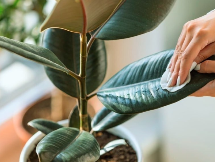 Пыльный цветок на подоконнике — тихий убийца. Что скрывают флористы о самом опасном враге ваших растений