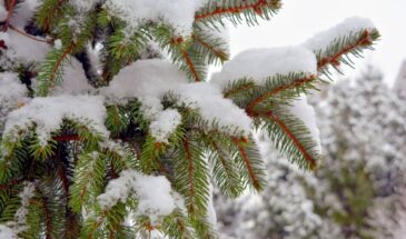 3 февраля 2026 года — вторник. Какие праздники отмечают сегодня