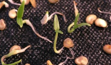 «Всходы через 3 дня!»: 5 лайфхаков, которые заставят прорасти даже «мёртвые» семена — проверено дачниками