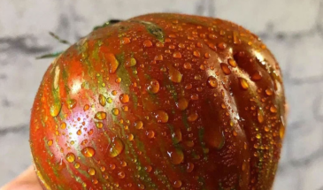 «Бычье сердце уходит в прошлое!»: три томата-гиганта, которые дают по полкило мясистых плодов без лишней воды