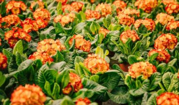 Бархатцы в теплице — гениальная ошибка? Почему они убивают вредителей, но крадут урожай огурцов