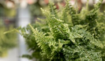 Туя за 2 года: как из «лохматой щетки» сделать стену без дыр — даже если сажали с интервалом 1 м