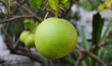 Помело — не просто фрукт: почему его едят худеющие и как не навредить желудку кислотой