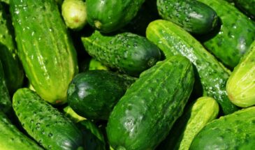 Теплая грядка за 1 день: как навоз + солома дадут урожай огурцов на 3 недели раньше