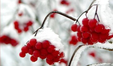 Зимний сад без снега: 5 растений, которые украсят участок в феврале и накормят птиц до марта