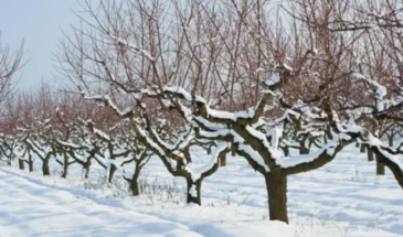 Яблоня в феврале «молчит»? Зря. 3 действия сейчас дадут урожай на 40% больше к сентябрю