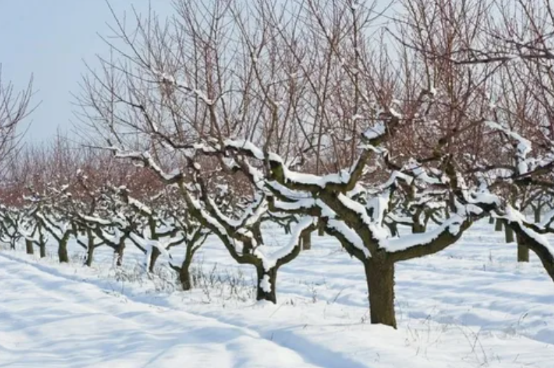 Яблоня в феврале «молчит»? Зря. 3 действия сейчас дадут урожай на 40% больше к сентябрю