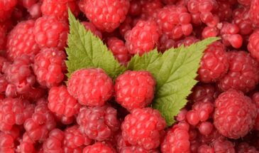 Малина «взбесилась» на участке? Как остановить её за 1 сезон и собрать урожай на 50% больше