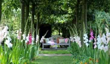 Луковичные в марте: 5 цветов, которые посадить сейчас и увидеть цветение в июне