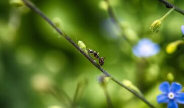Муравьи «оккупировали» грядки? Не яд — 3 народных метода, которые выгонят их за 48 часов без вреда для растений