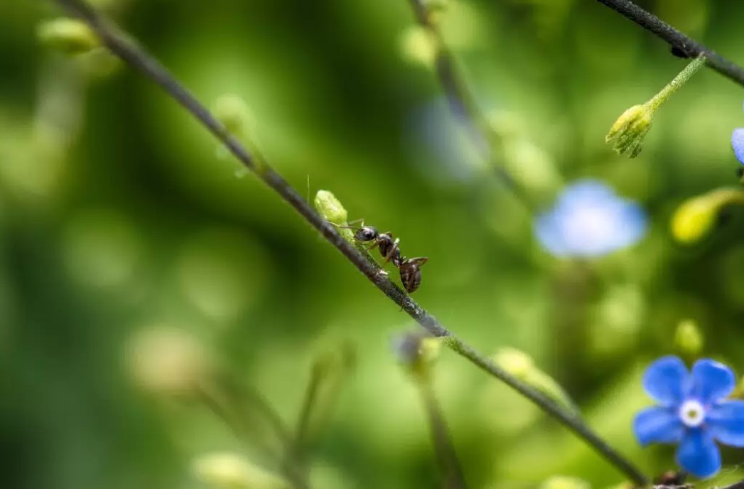 Муравьи «оккупировали» грядки? Не яд — 3 народных метода, которые выгонят их за 48 часов без вреда для растений