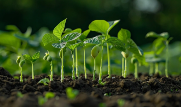 Подкормка в марте: 1 ведро «золотой воды» заменит 5 пакетов химии — рецепт агрономов