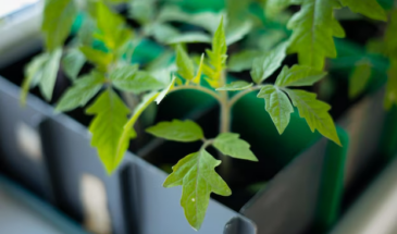 Рассада помидоров вытягивается на подоконнике? Не свет виноват — поставьте рядом бутылку с яичной скорлупой, стебли утолщатся за ночь