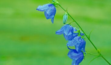 4 февраля — Луна в Деве: почему сегодня нельзя сажать цветы и что делать вместо этого для урожая