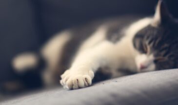 Кошка царапает диван, а когтеточка пылится в углу? Не ругайте — сделайте это и забудет про мебель