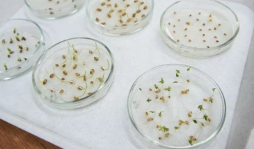 Не сейте вслепую: простой тест с ватным диском спасёт ваш урожай — как за 7 дней в феврале понять, взойдут ли старые семена