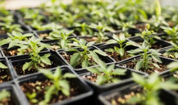 Белый налёт на листьях рассады в феврале? Не мучнистая роса — обычная плесень от конденсата, уберете за 1 обработку без химии