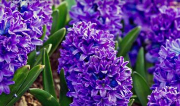 Гиацинты и тюльпаны в горшках в феврале: почему цветонос кривой и как выпрямить его за ночь без подпорок