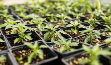 Томаты в феврале: почему нельзя сеять раньше 15 числа даже на юге и как обмануть световой день без ламп